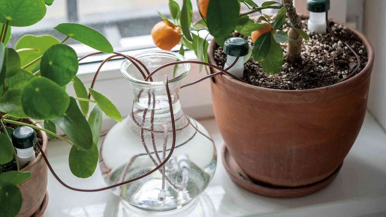 « Je demandais à mes voisins d'arroser » : un simple bouchon remplace tout pendant 2 semaines