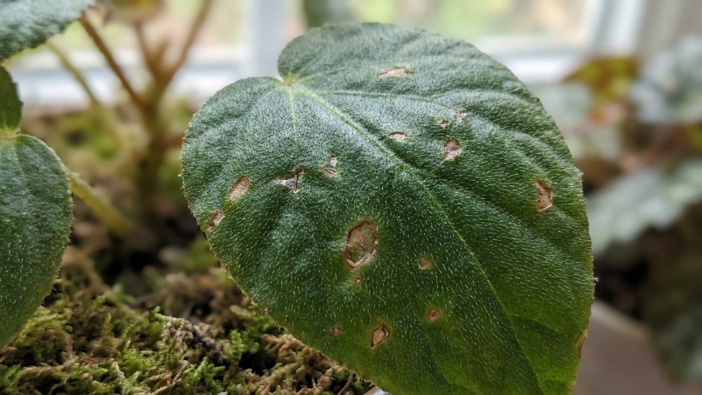 Ces petites taches brunes sur votre bégonia ne sont pas une maladie : c'est vous qui les avez causées sans le savoir