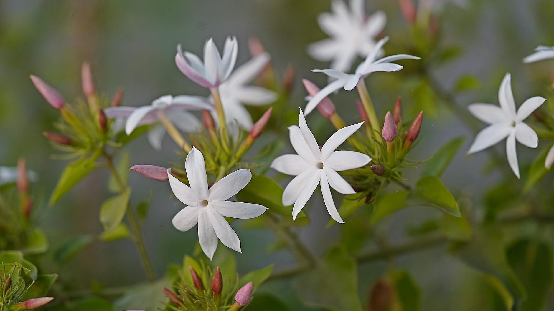 Cette plante d'intérieur parfume tout un salon sans diffuseur : elle fleurit dès avril sur un rebord de fenêtre