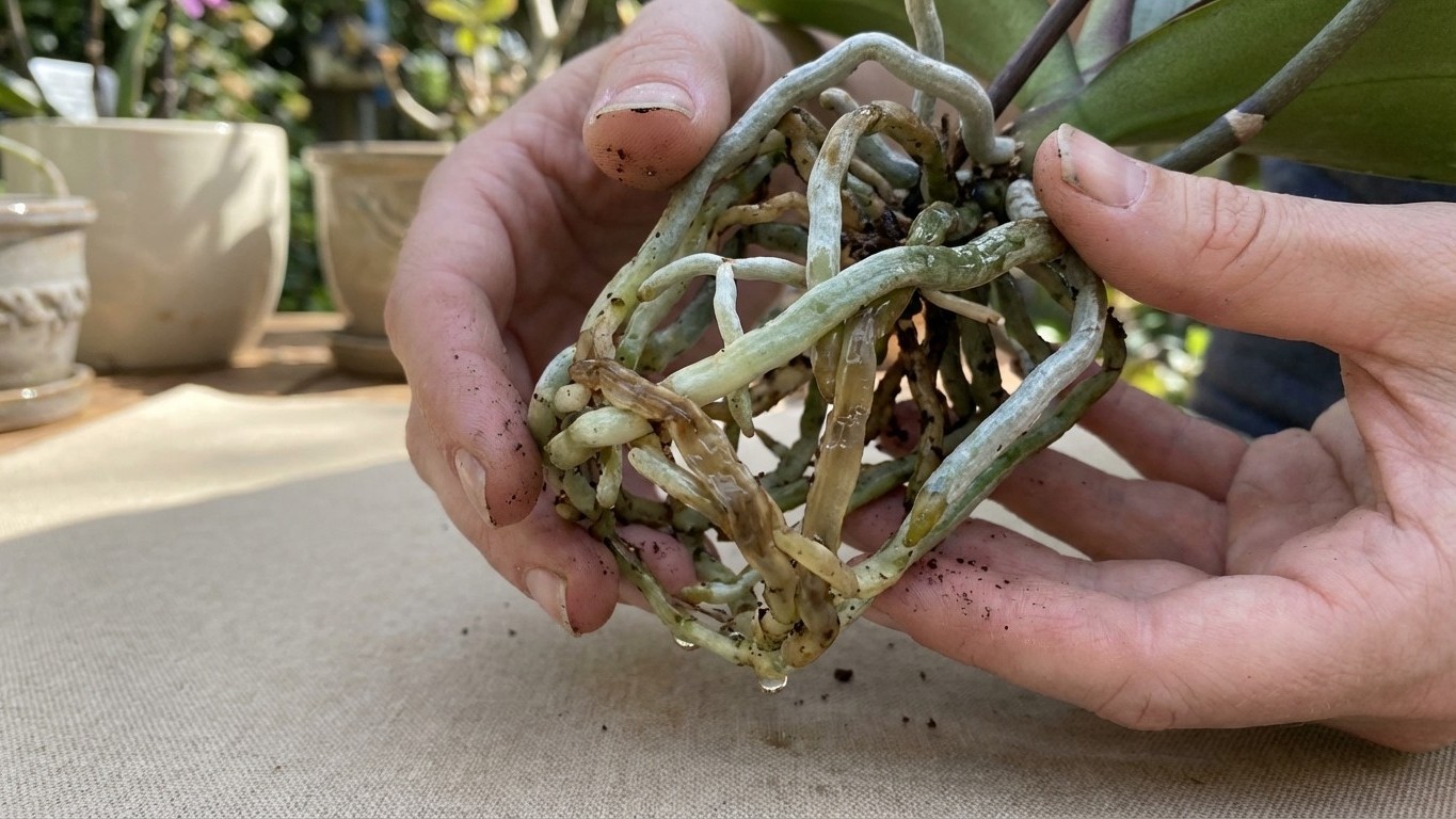 J'ai rempoté mon orchidée dans du terreau classique comme les autres plantes : en soulevant la motte, j'ai compris mon erreur