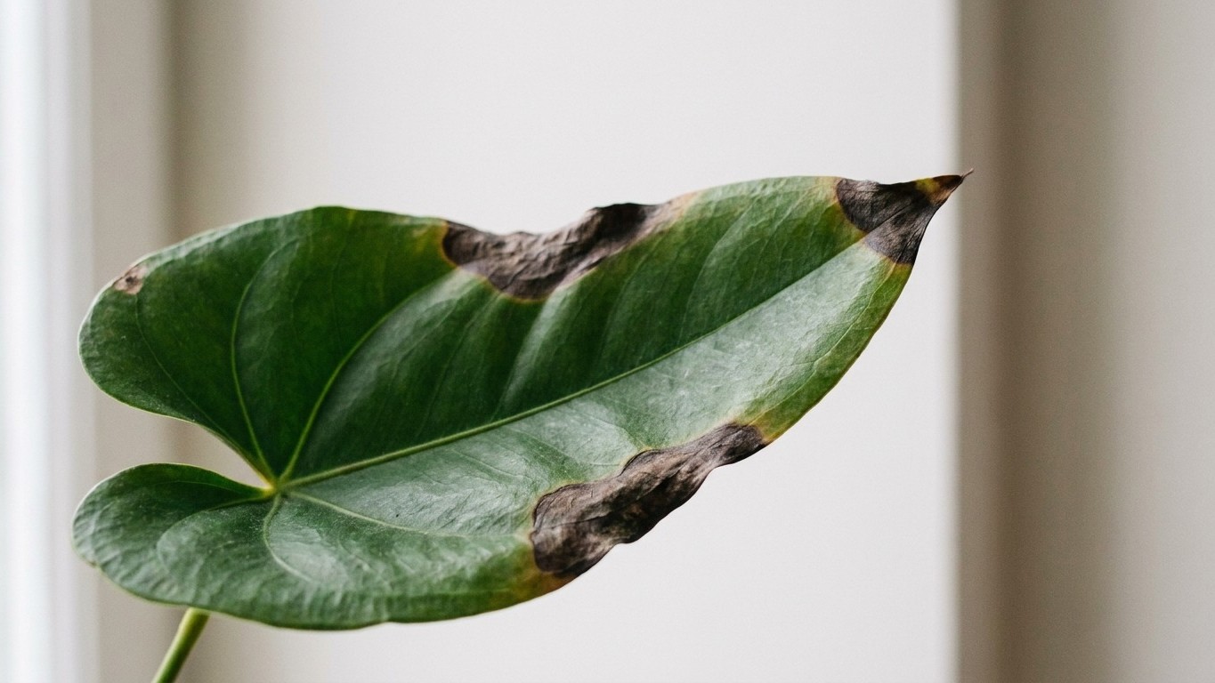 Je laissais reposer l'eau 24 h pour mon anthurium : les pointes noires m'ont prouvé que ça ne suffisait pas
