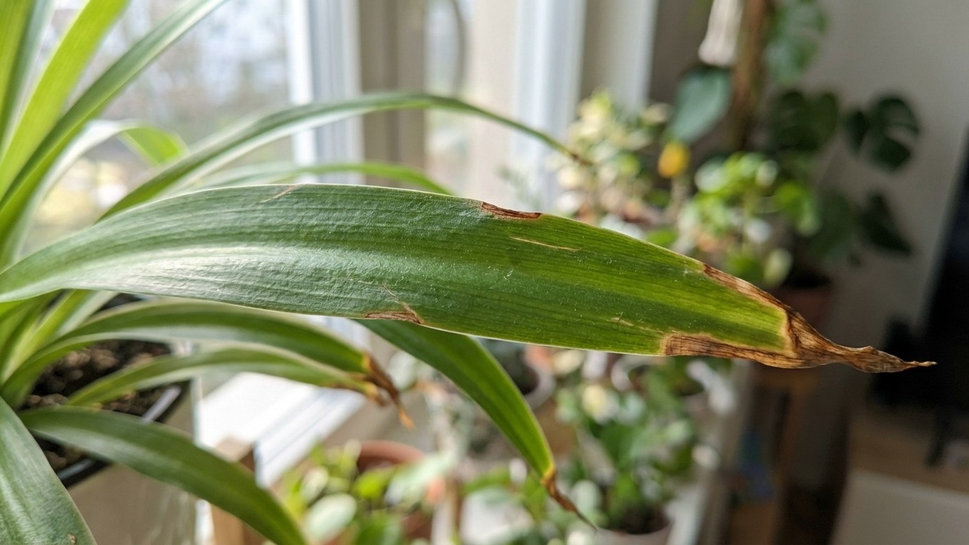 Les pointes de votre chlorophytum brunissent : arrêtez de l'arroser plus, le vrai coupable coule de votre robinet