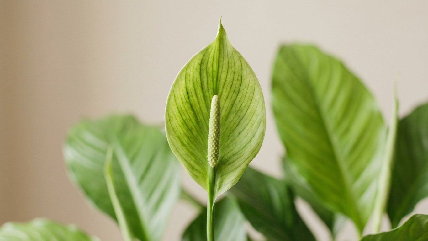 Si votre spathiphyllum fleurit vert au lieu de blanc, ce n'est pas bon signe du tout