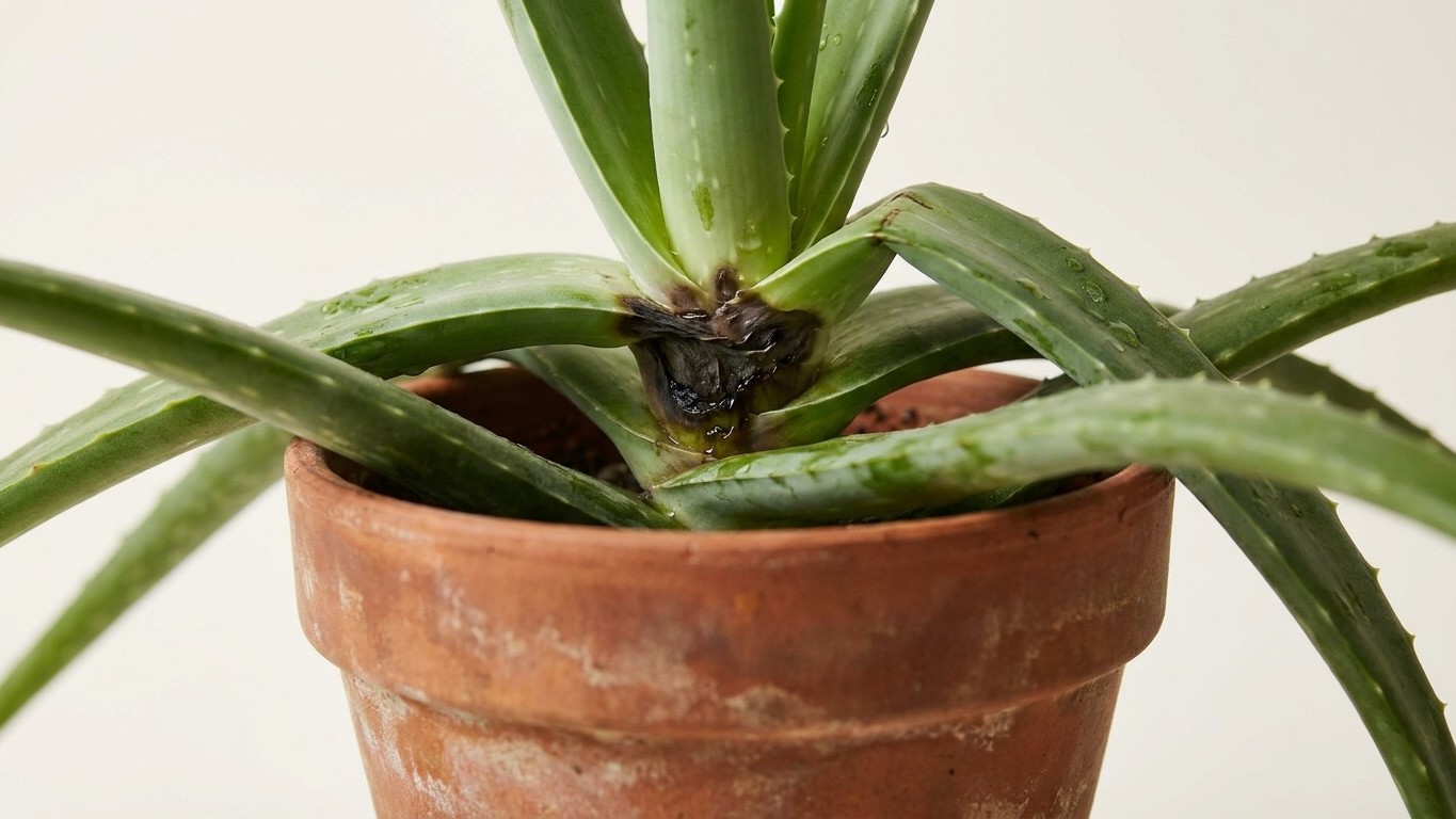 J'arrosais mon aloe vera comme toutes mes autres plantes : au bout de 10 jours, le cœur avait déjà noirci