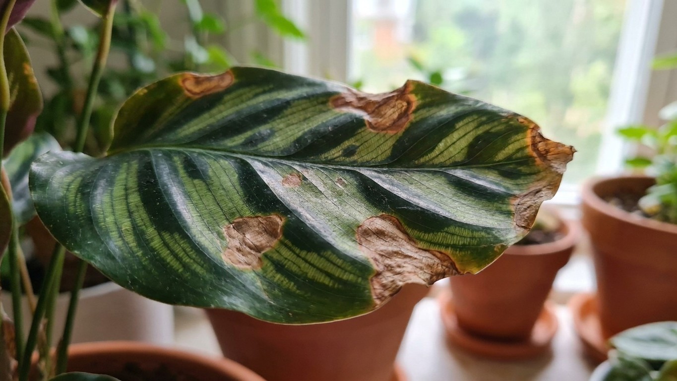 Je brumisais mon calathea chaque soir par amour : au troisième jour, chaque feuille portait une tache brune