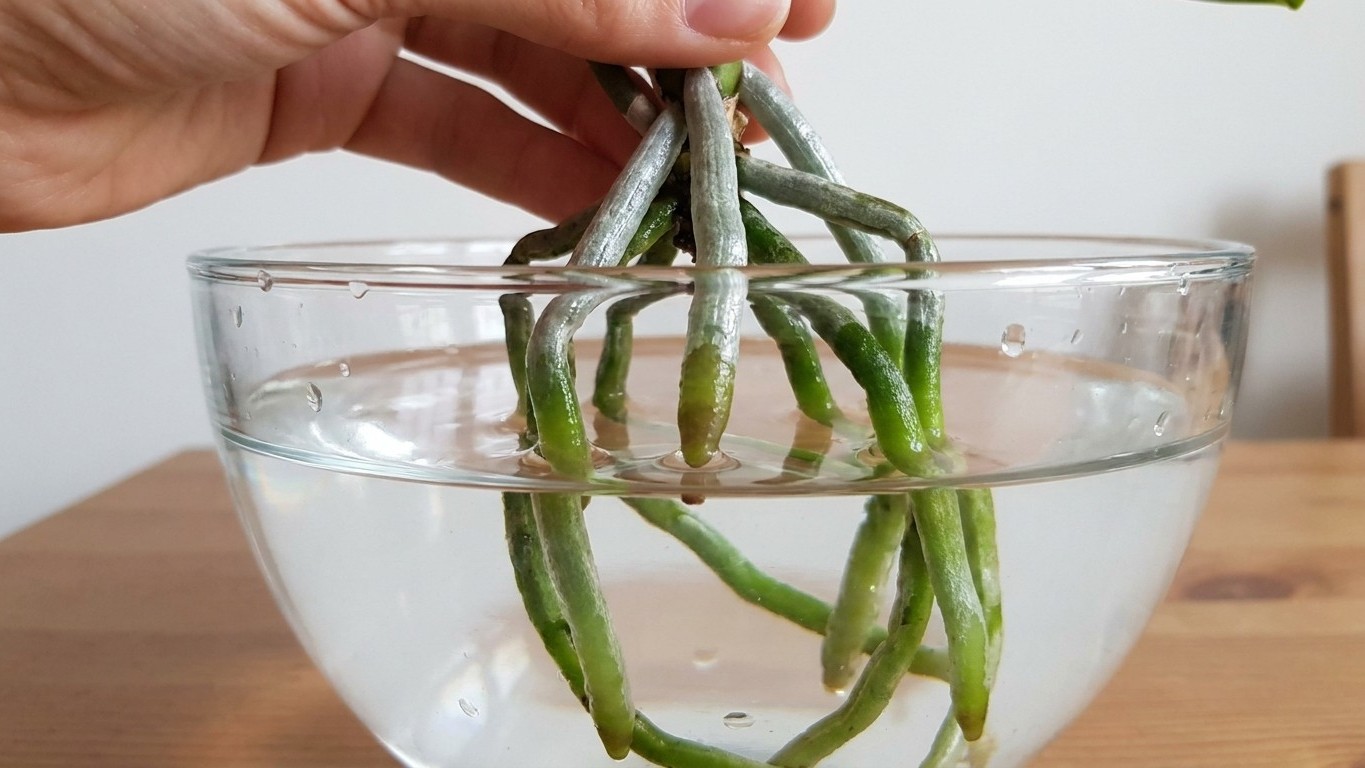 « Surtout pas de glaçons » : un botaniste m'a montré ce qu'ils font aux racines d'une orchidée en quelques semaines