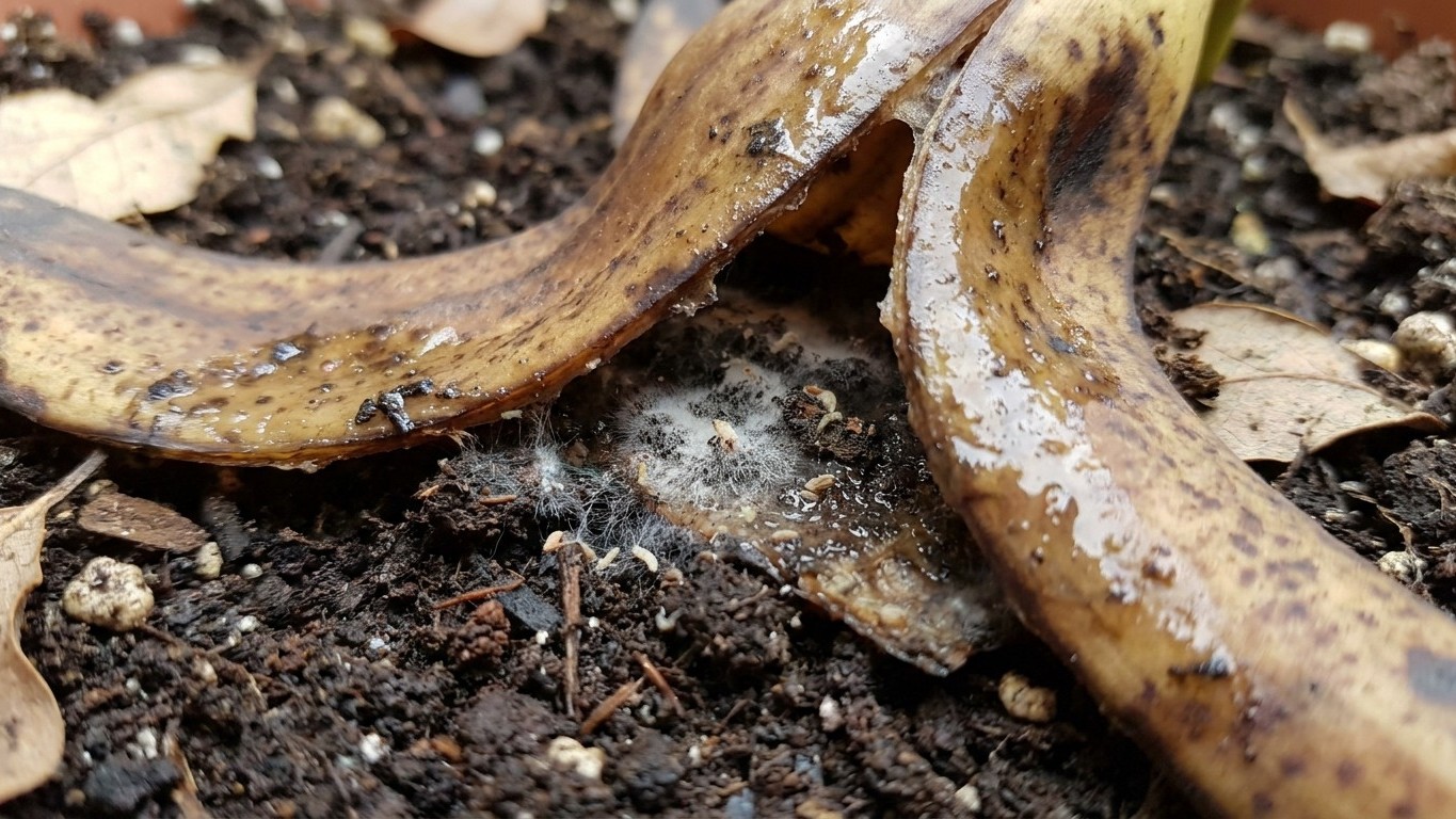 J’ai déposé mes peaux de banane à plat sur le terreau de mon Monstera juste pour le nourrir : trois semaines plus tard, en...