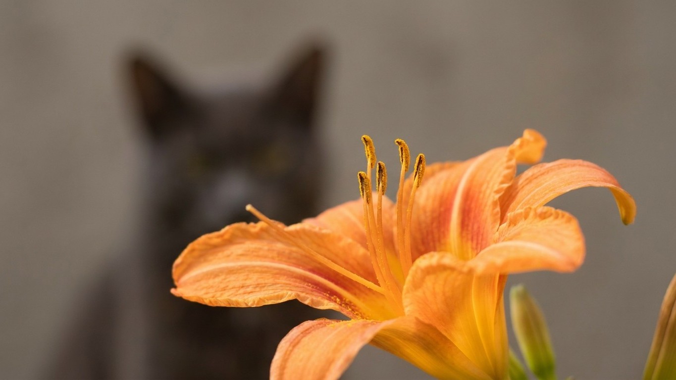 J’ai posé un bouquet de lys sur la table du salon juste pour le parfum : le lendemain, chez le vétérinaire, j’ai compris c...