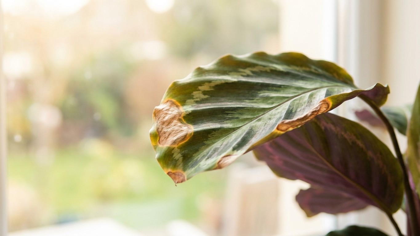 « Je pensais que ma plante manquait d'eau » : pourquoi les taches brunes sur un calathea derrière une vitre plein sud sont...