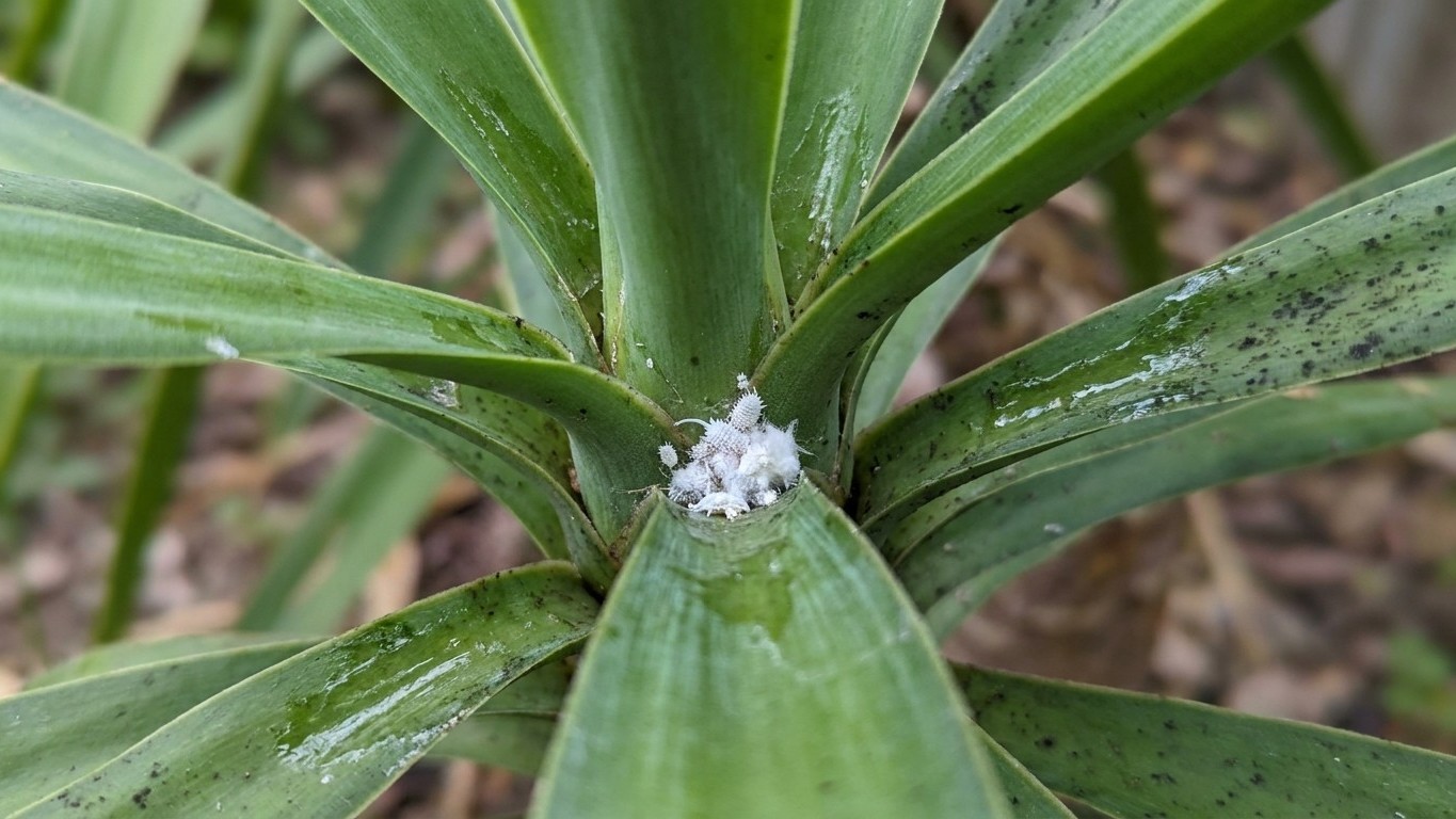 Ce petit amas blanc coincé à la base des feuilles du yucca n'est pas de la poussière (et il explique pourquoi le feuillage...
