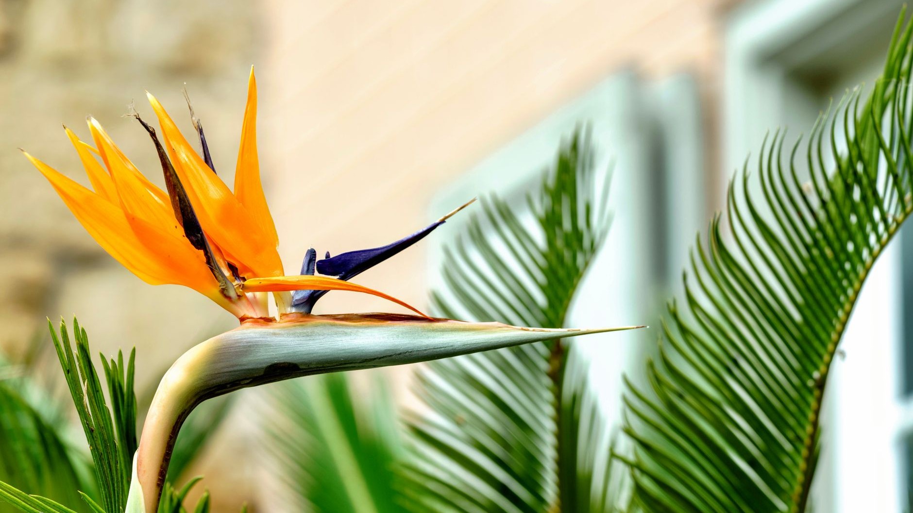 J'ai posé mon Strelitzia dans le couloir juste pour habiller l'entrée : à la première semaine de rentrée, j'ai compris ce ...