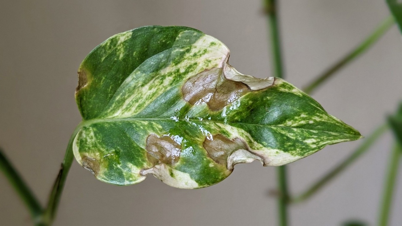 J'ai pulvérisé du liquide vaisselle dilué sur mon pothos juste pour chasser les pucerons : trois jours plus tard, en passa...