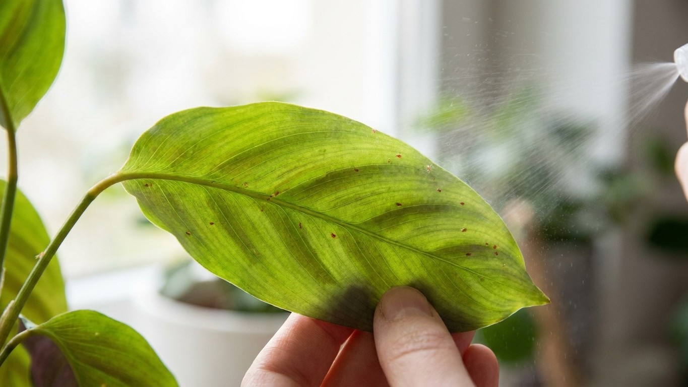 Mon calathea vit dans le salon chauffé depuis deux hivers : le jour où j'ai retourné une feuille pour la dépoussiérer, j'a...