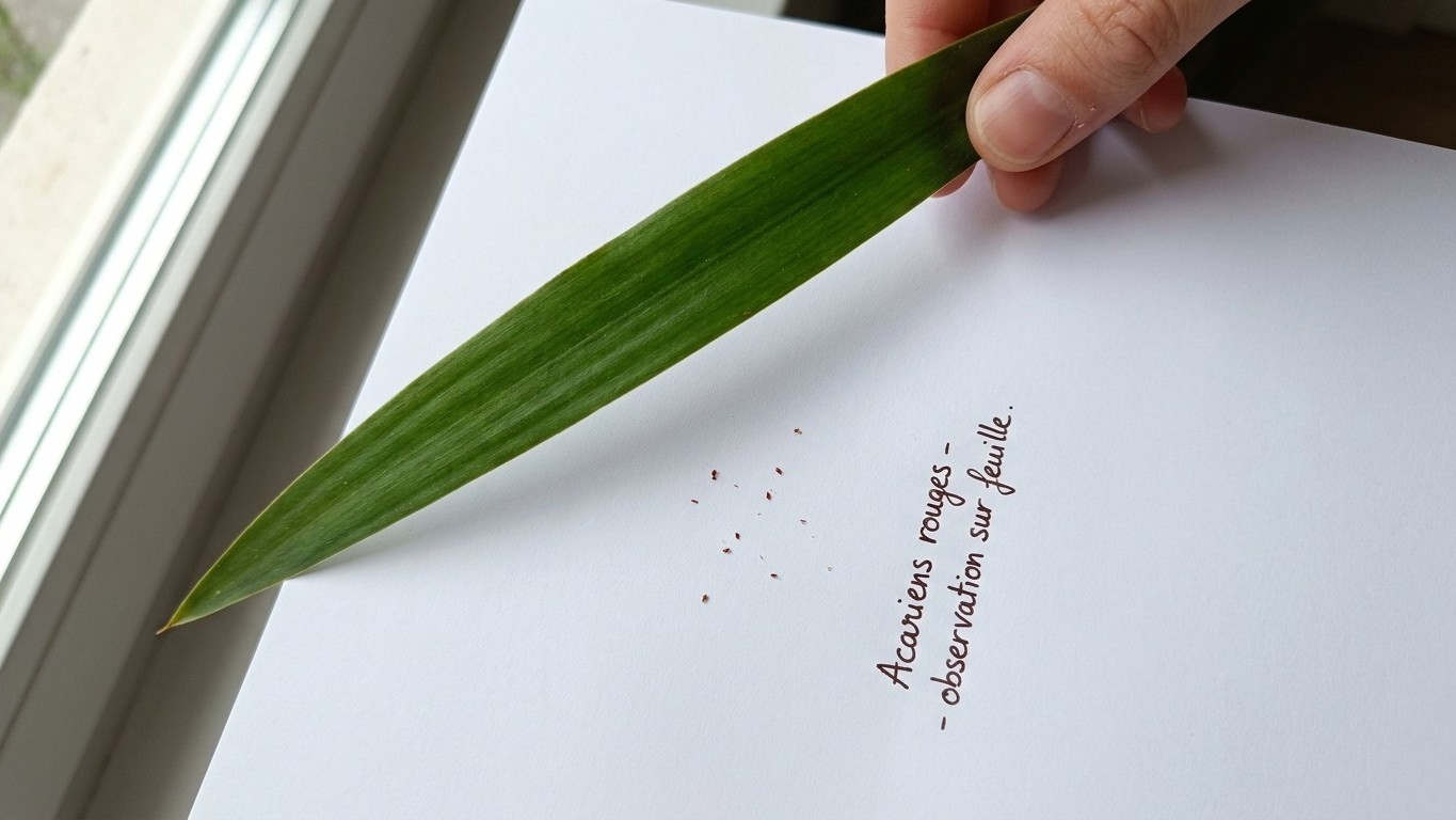 Mon voisin tapote toujours une feuille de son dracaena au-dessus d’une feuille de papier blanc et ce n’est pas pour la dép...